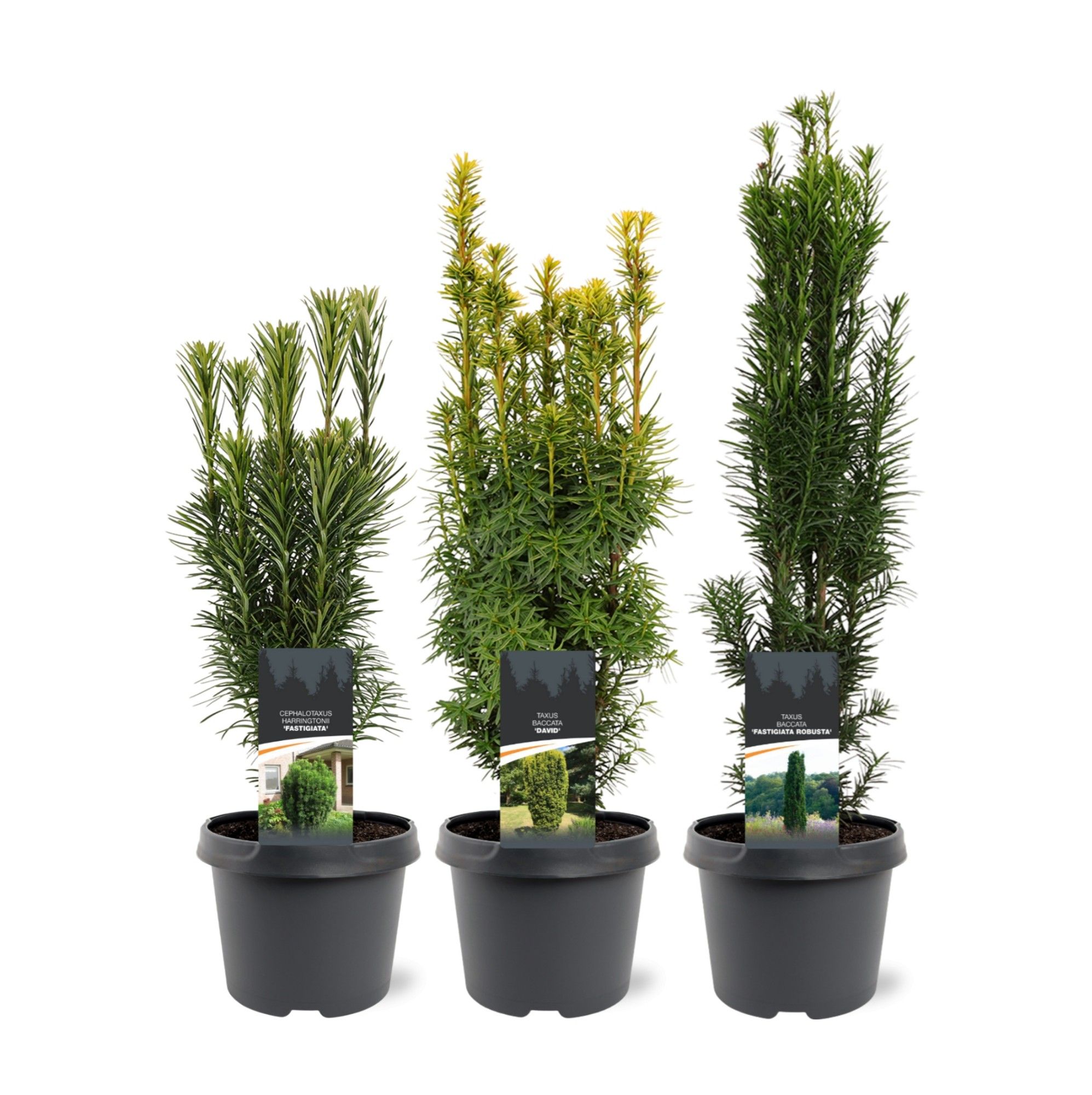 Taxus Up-Growing mix C3, D 19