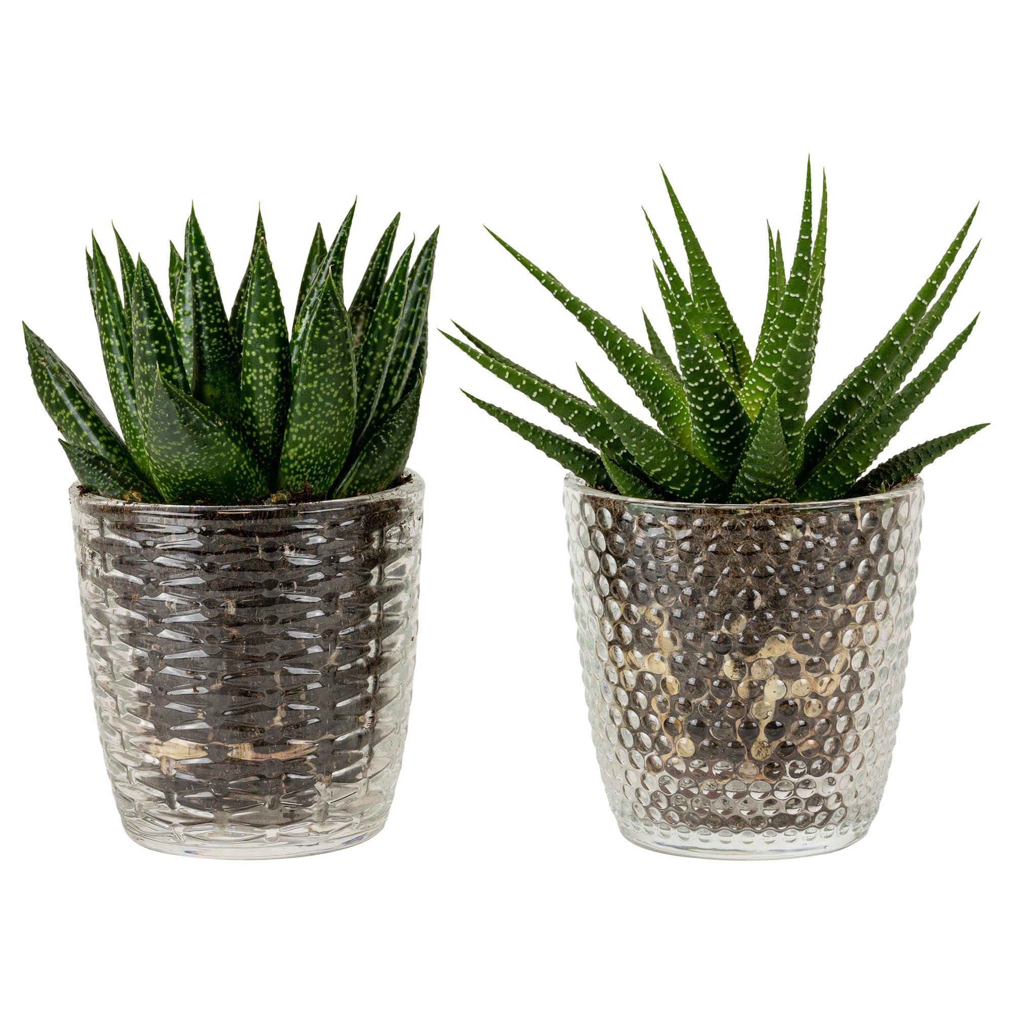 Glass Design with Succulent mix, D 9