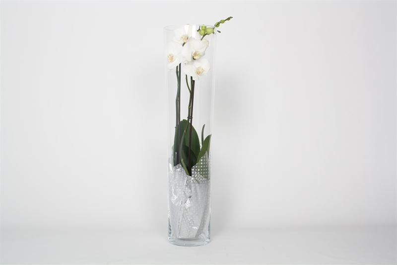 Glas conisch 70 cm Phal white 2T14+, D 12