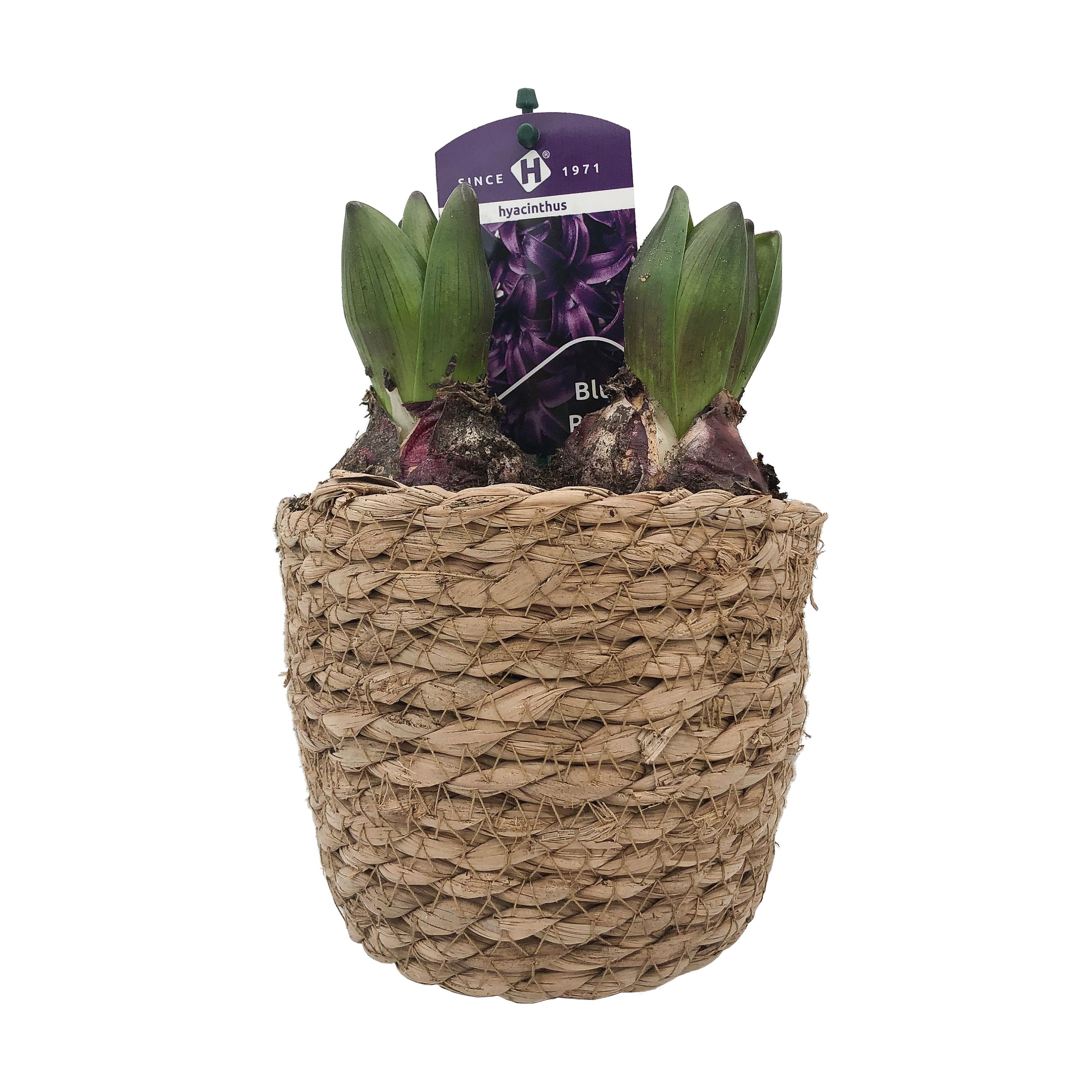 Zeegrasmand hyacint 13 cm, D 13