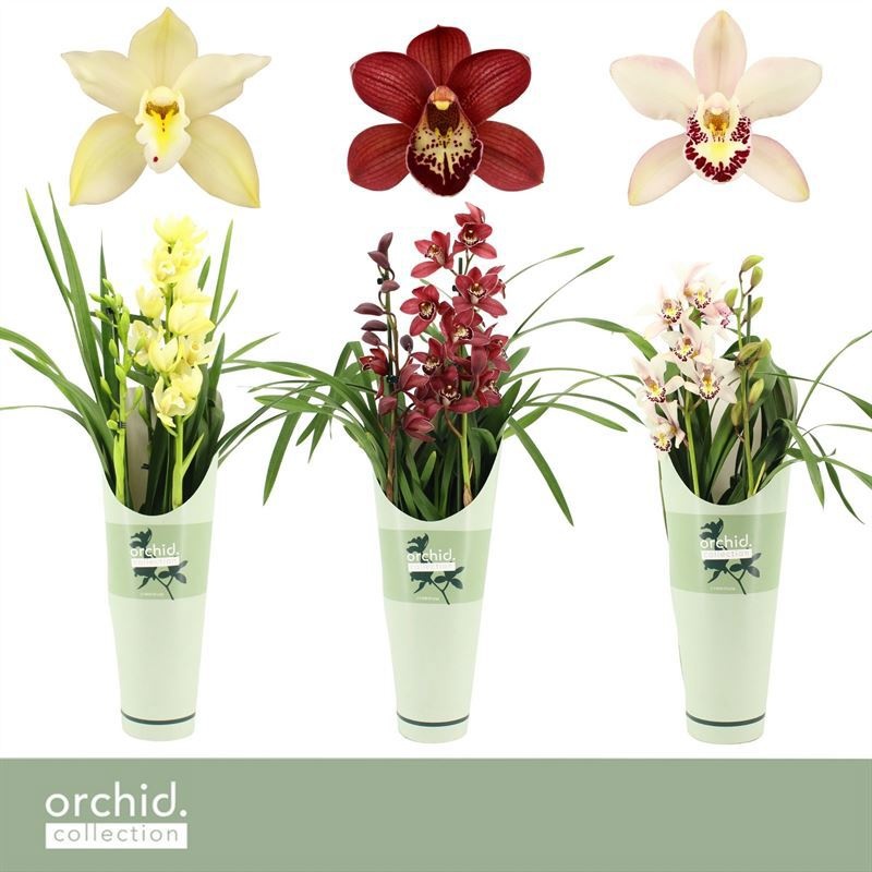 Potcover p14 orchid collection Cymbidium p14 mix 2T, D 14
