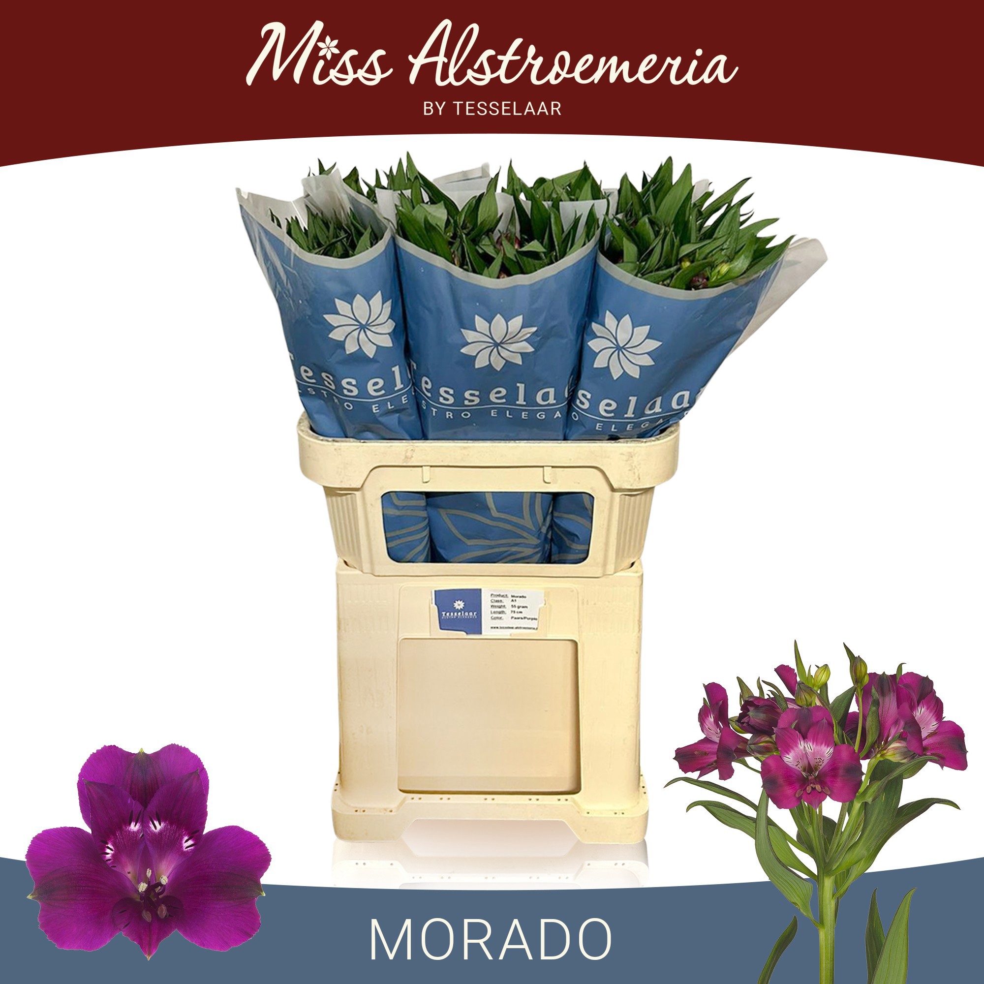 Альстромерия Морадо (фиолет.), шт.
