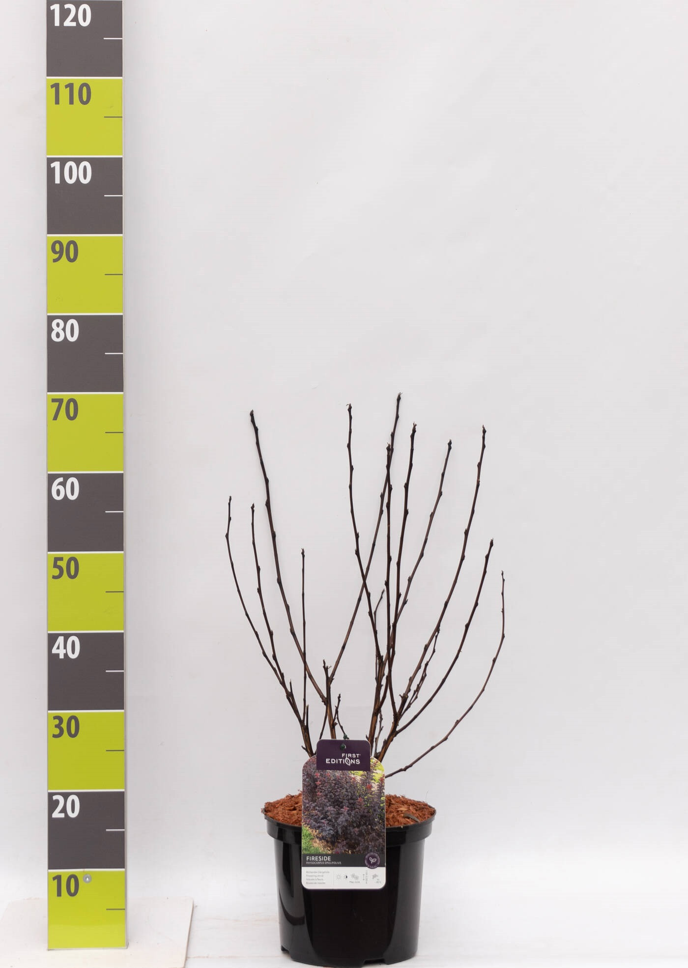 Physocarpus op. 'Fireside' (R) C 4,6, D 23