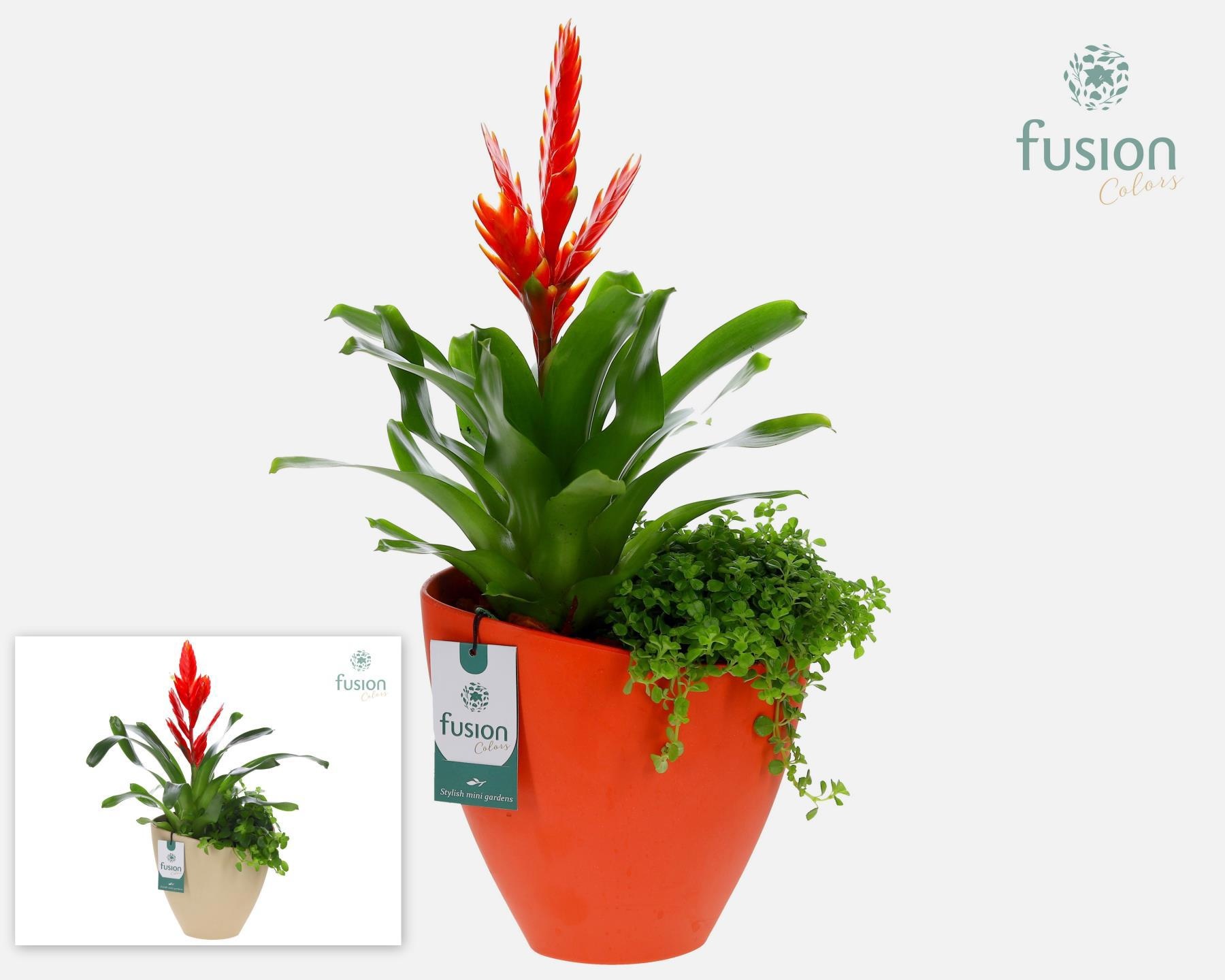 Biologisch afbreekbare schaal Large met arrangement, D 21