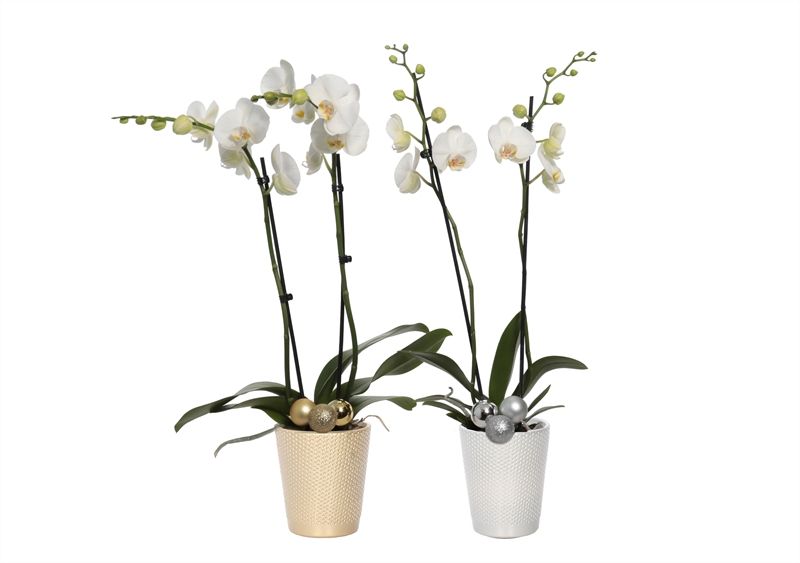Zoe p12 dots gold/silver Phal white 2T14+, D 12