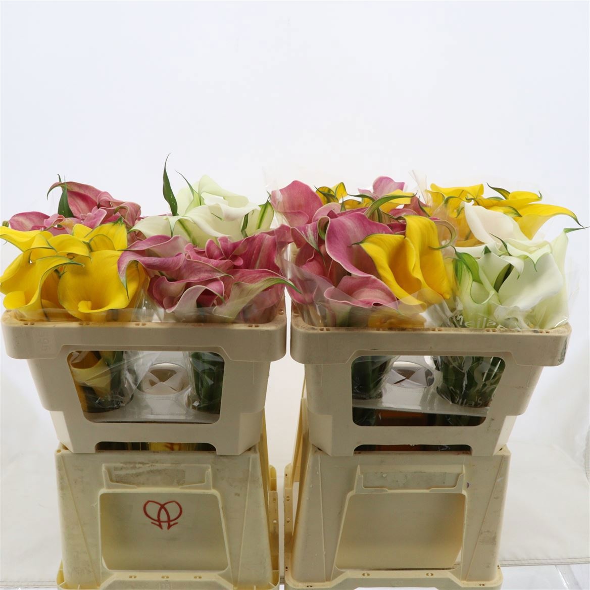 Калла Микс в баке 60, шт.