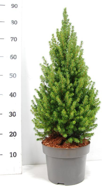 Picea gl. 'Perfecta', D 26