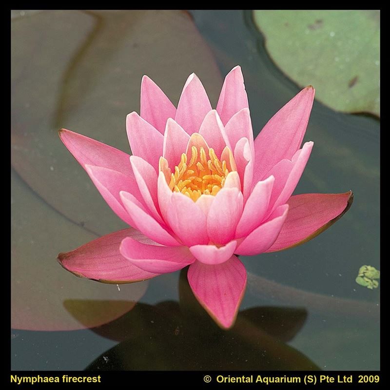 Nymphaea ROZE 40cm mand moederplant, D 40