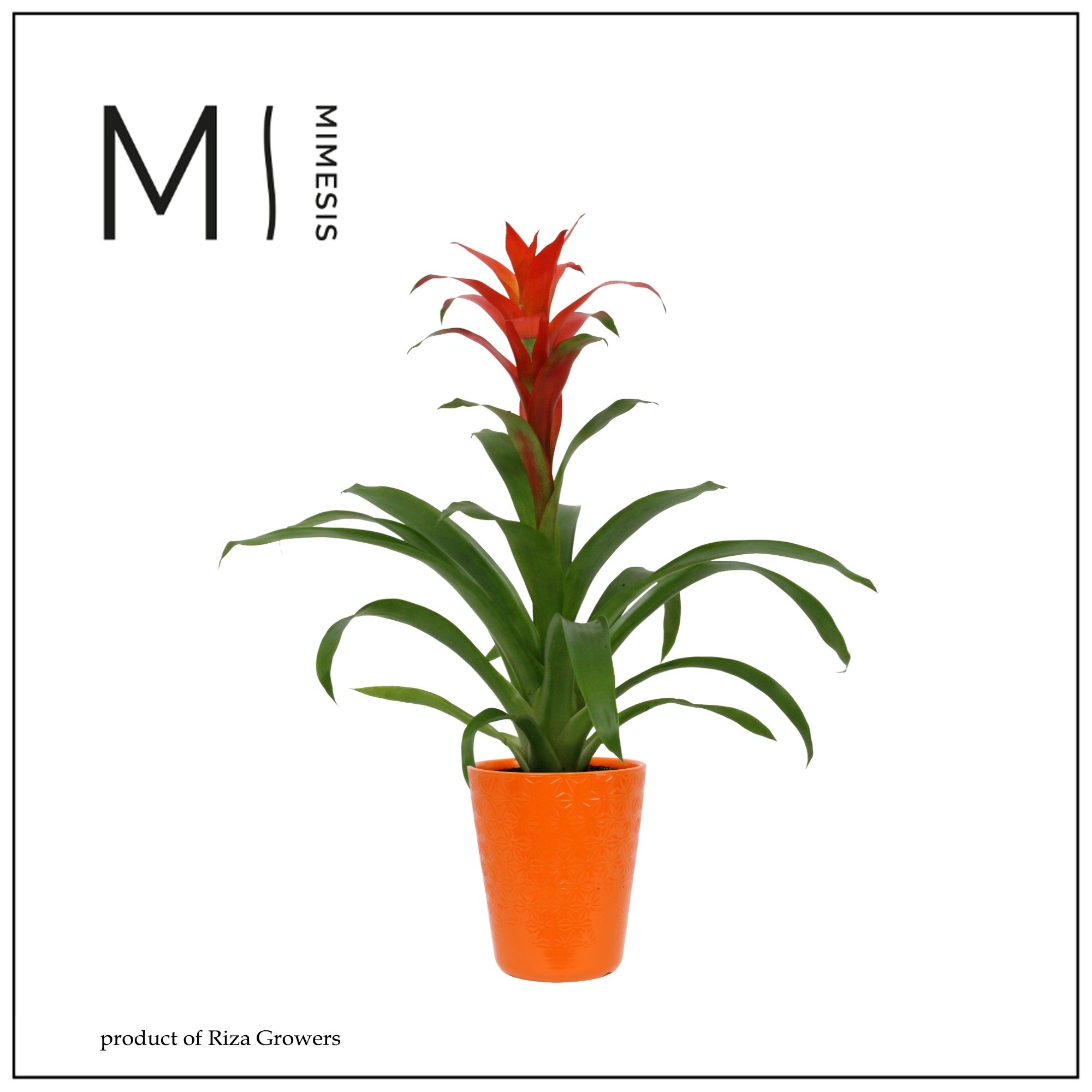 Guzmania Suerte Orange - 13cm in Florence | Mimesis, D 12