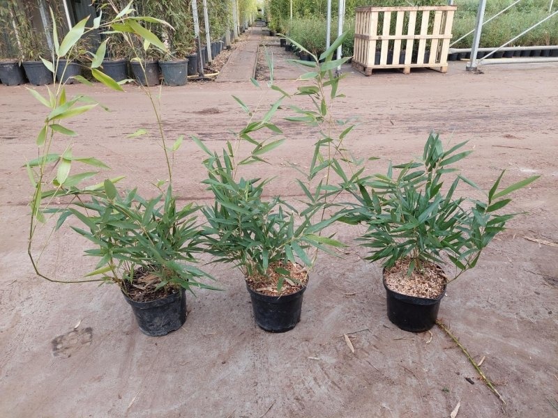 Phyllostachys bissetii, D 17