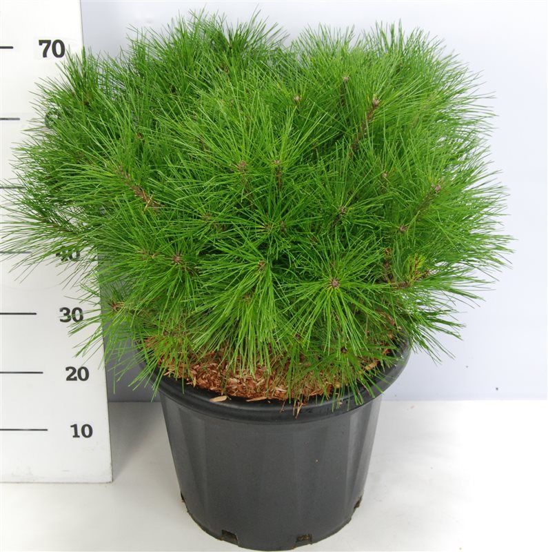 Pinus d. 'Alice Verkade', D 38