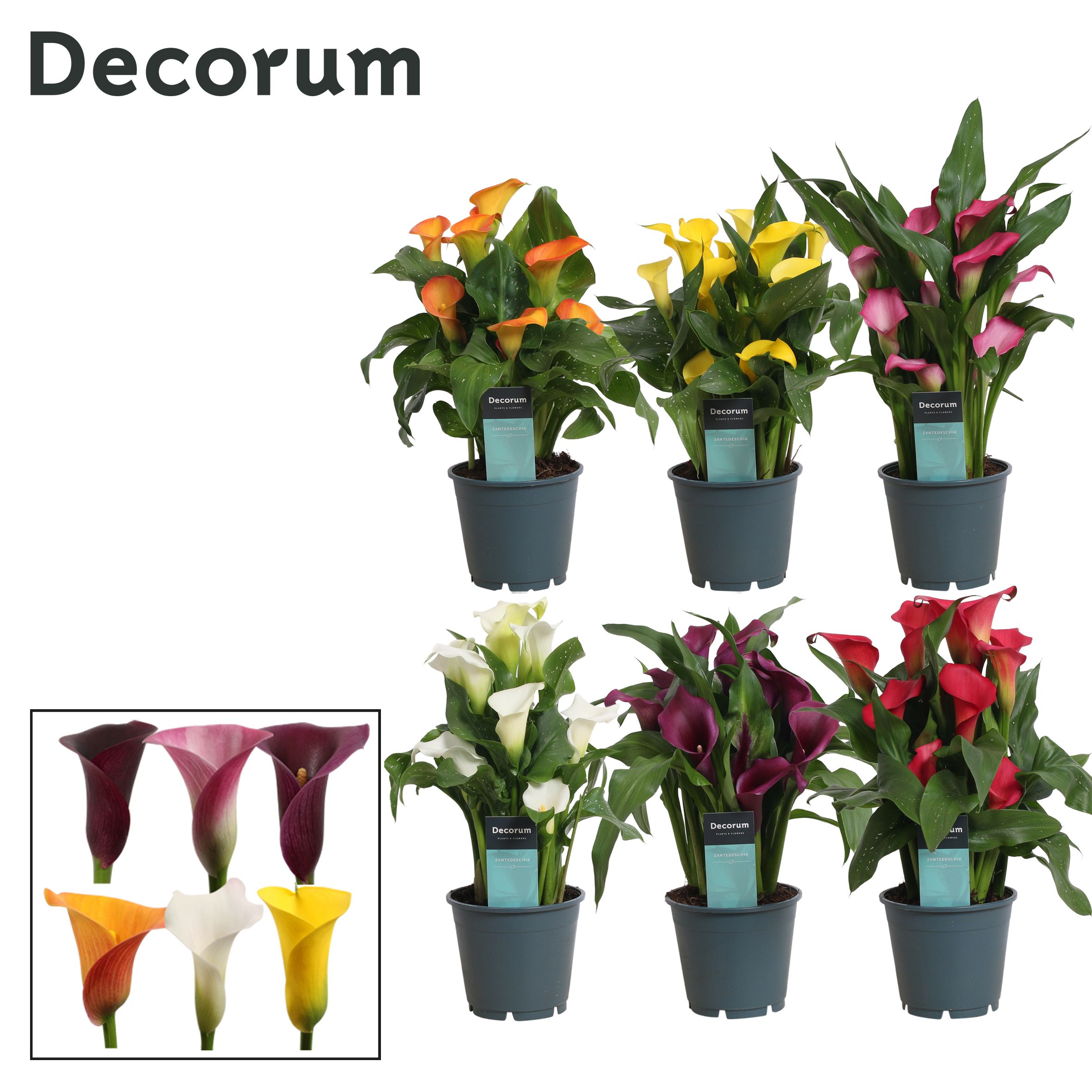 Zantedeschia (Calla) Mix (Decorum), D 14