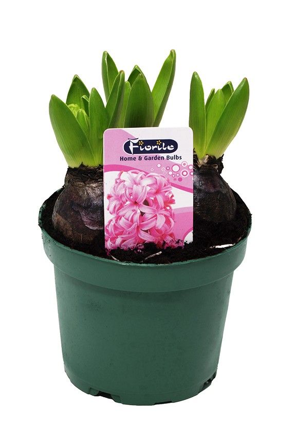 Hyacint Pink Pearl, D 12