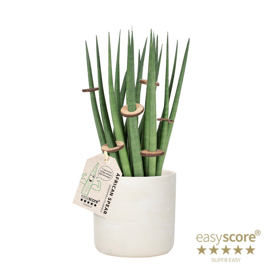 SANSEVIERIA CYLINDRICA 41100354 Raw Grey Spagh. Deco, D 12