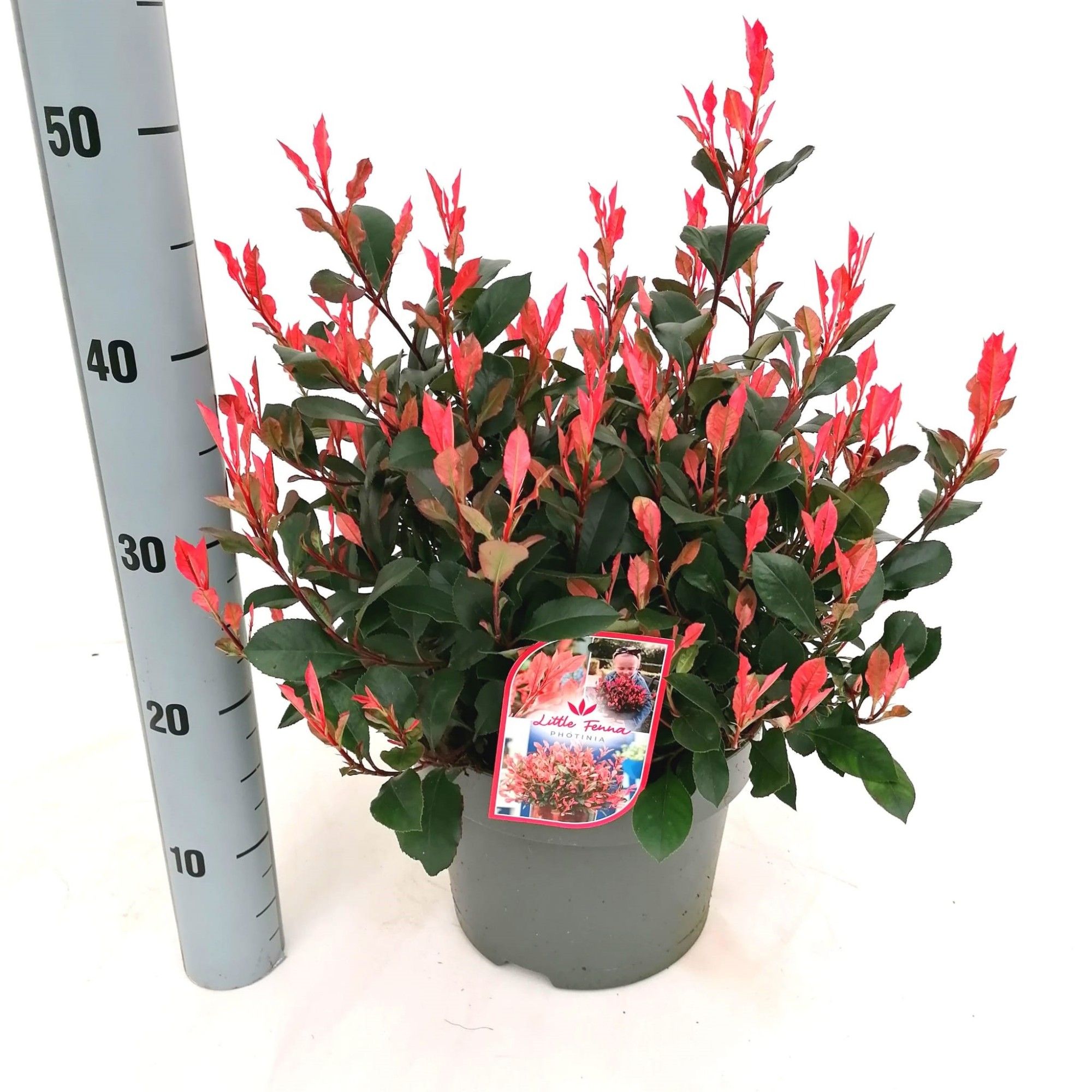 Photinia fraseri 'Little Fenna', D 23
