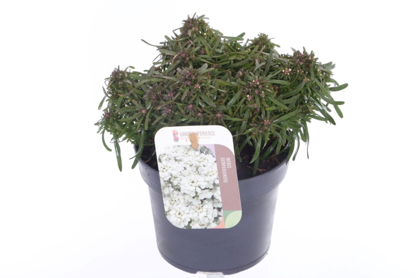 Iberis sempervirens Fischbeck, D 13