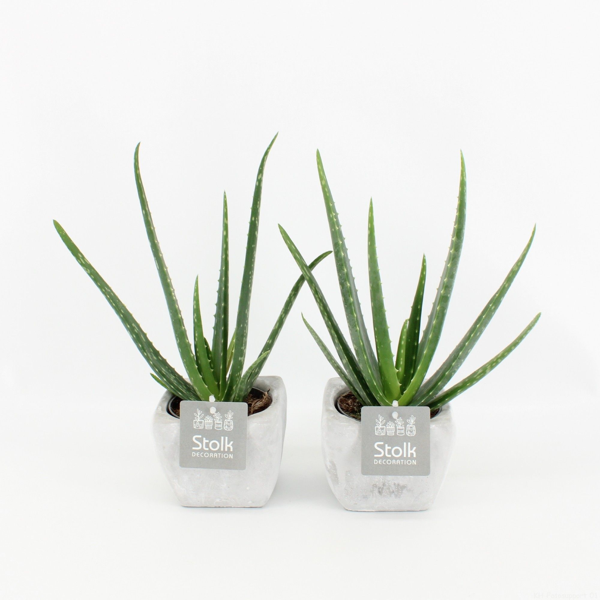 Aloe Vera 10,5 in vierkant stone pot, D 11