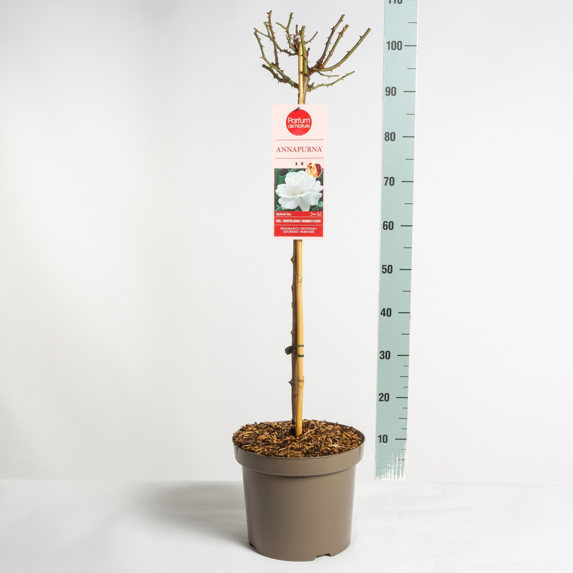 Parfum de Nature Annapurna ®, stam 70, C7.5, D 26