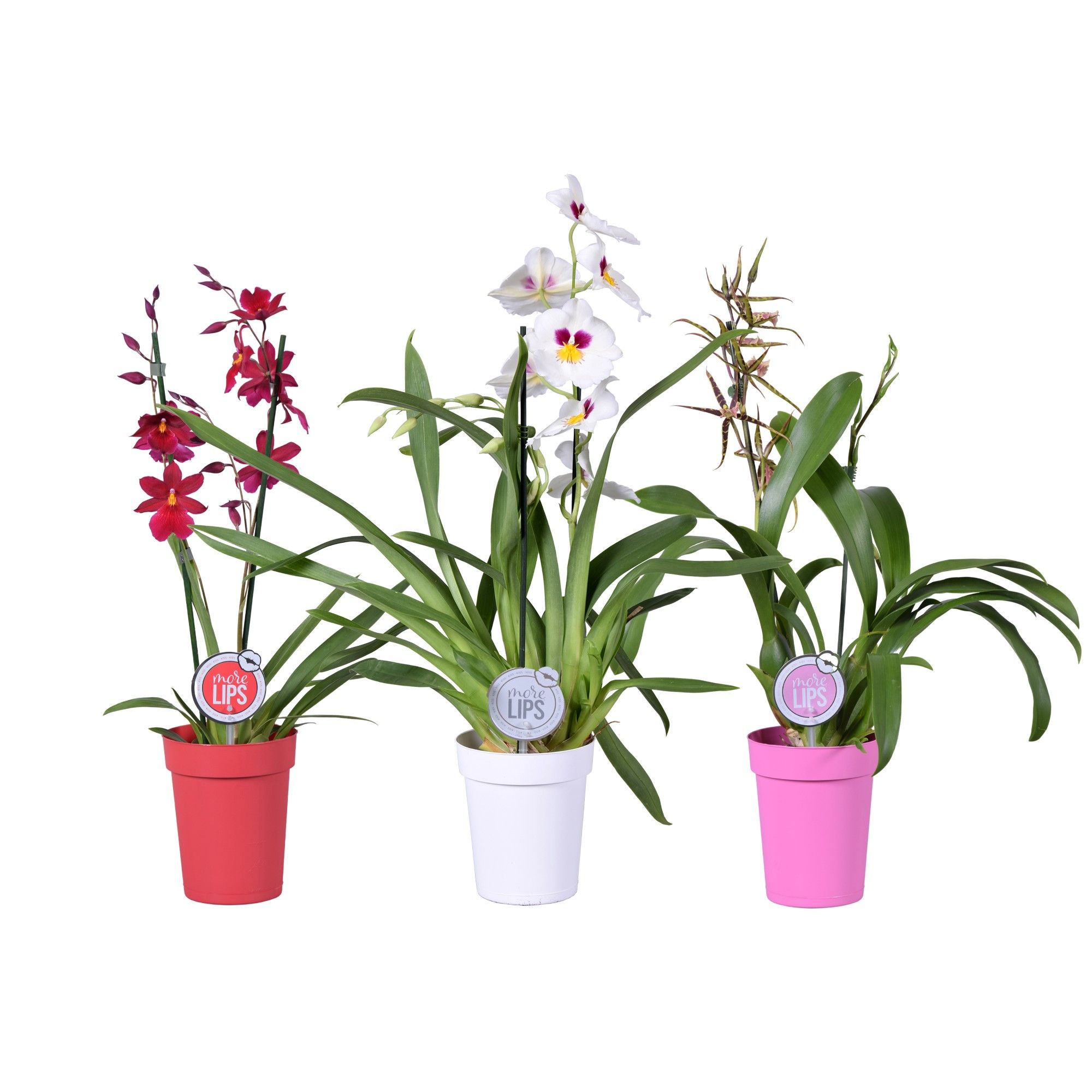 MoreLIPS® Valentine / Women's day mix 2 tak in rode, witte en roze pot, D 12