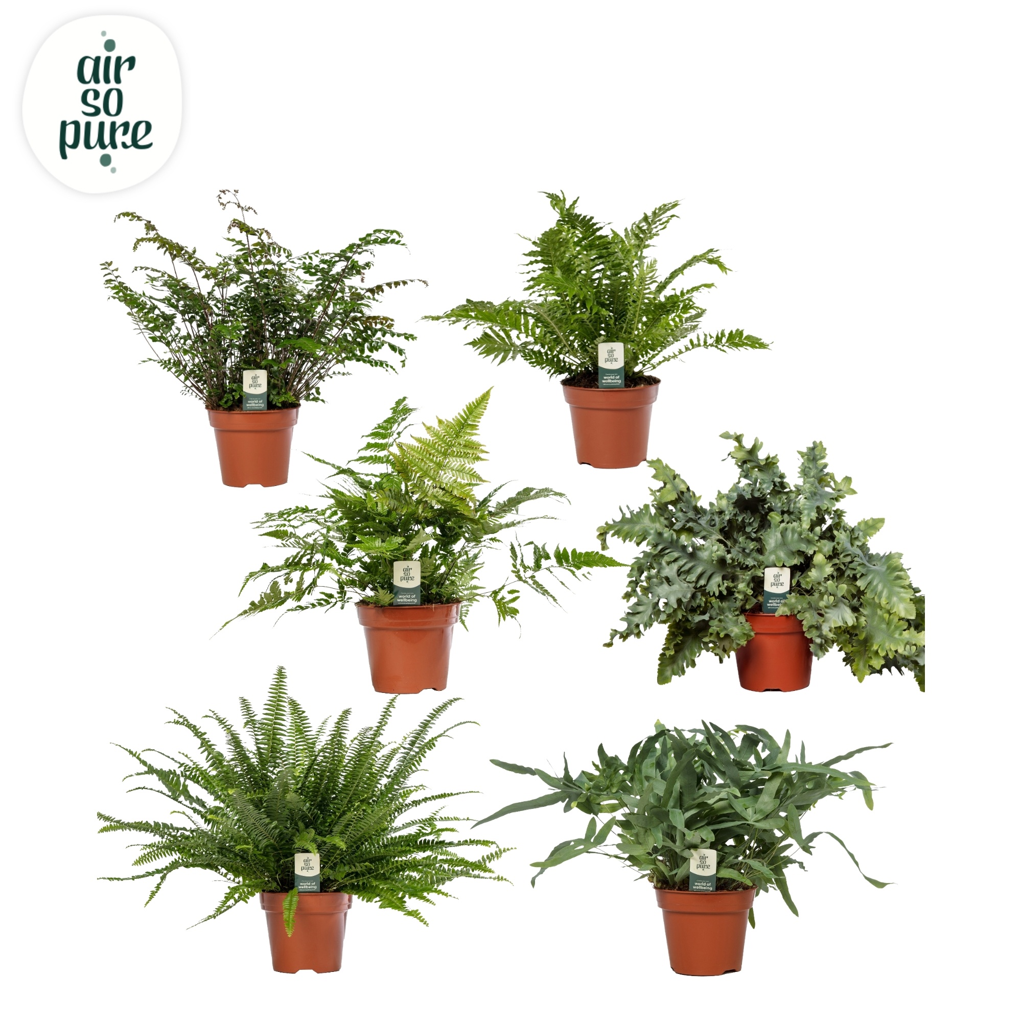 Varenmix - Air So Pure, D 17