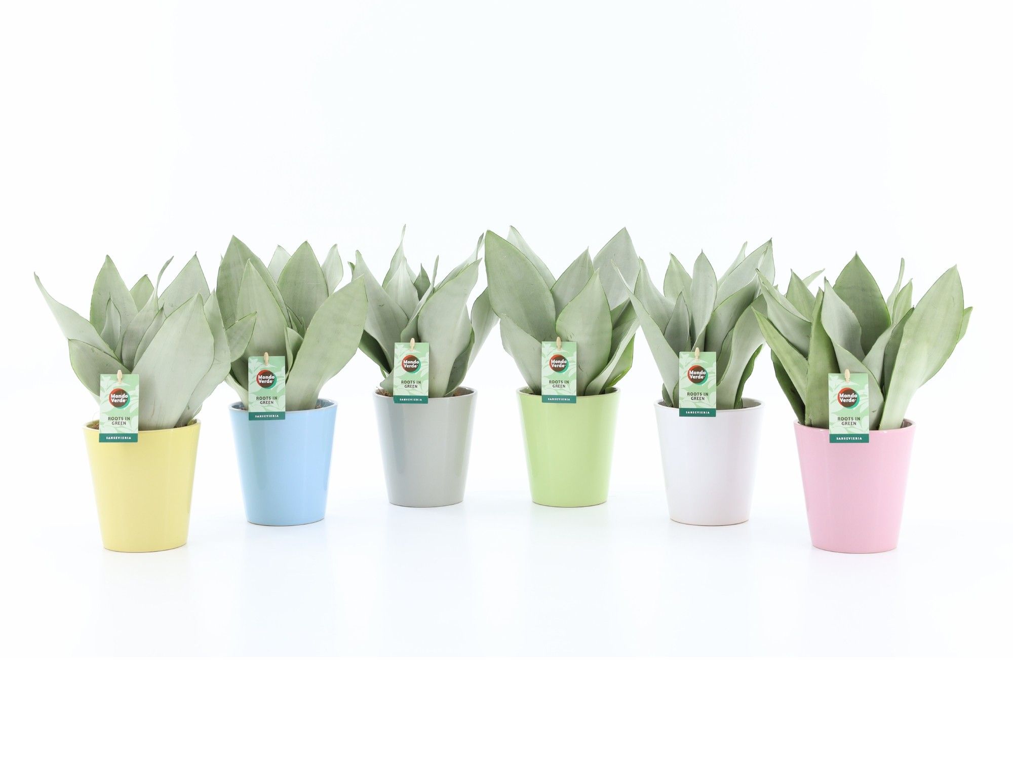 Sansevieria Moonshine in Pastel keramiek, D 13