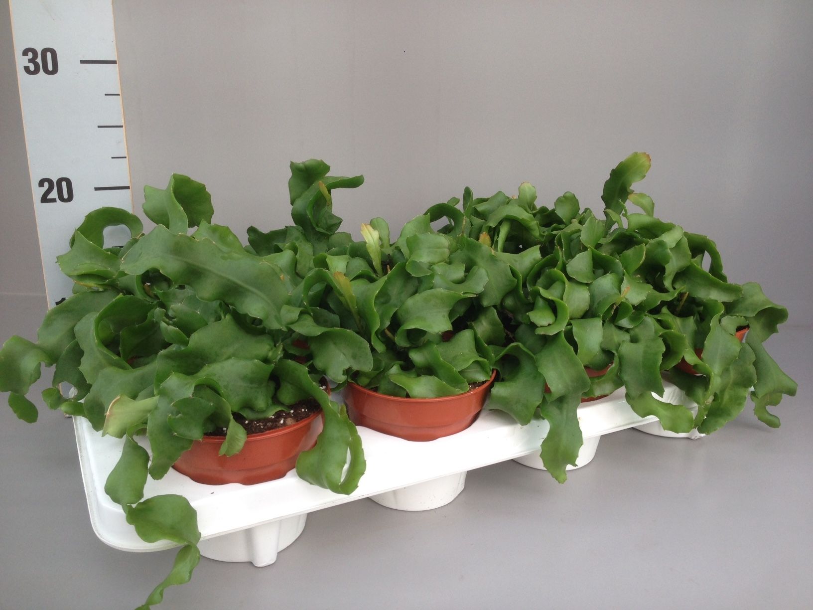 epiphyllum guatemalense, D 12