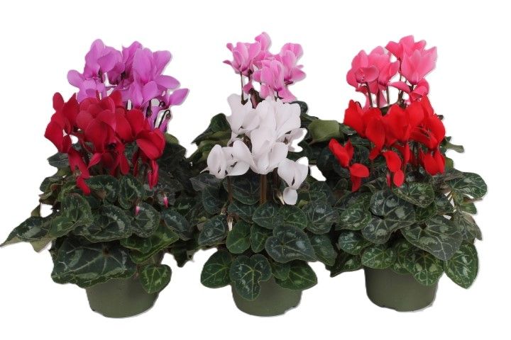 Cyclamen Superserie Macro gemengd, D 13