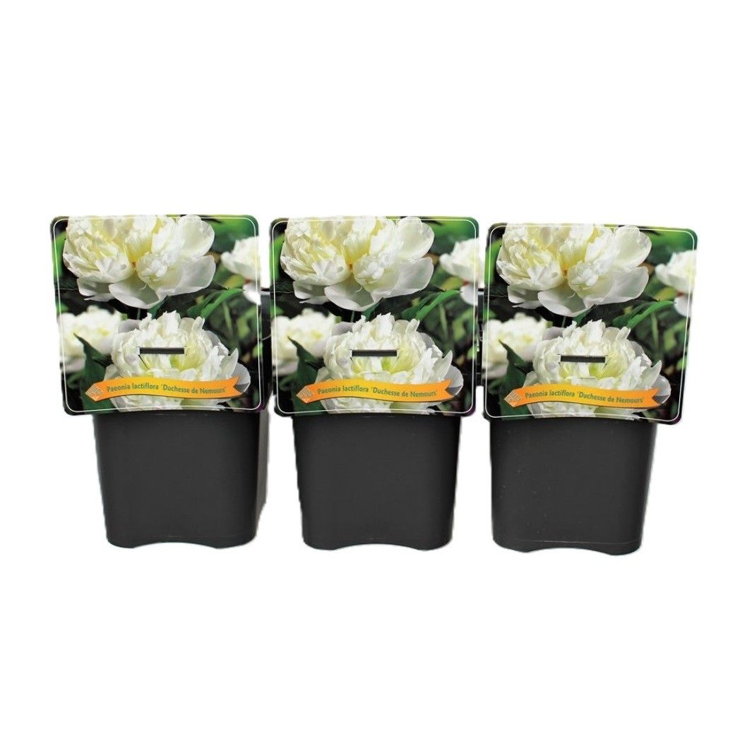 Paeonia Lactiflora 'Duchesse de Nemours' C5, D 21
