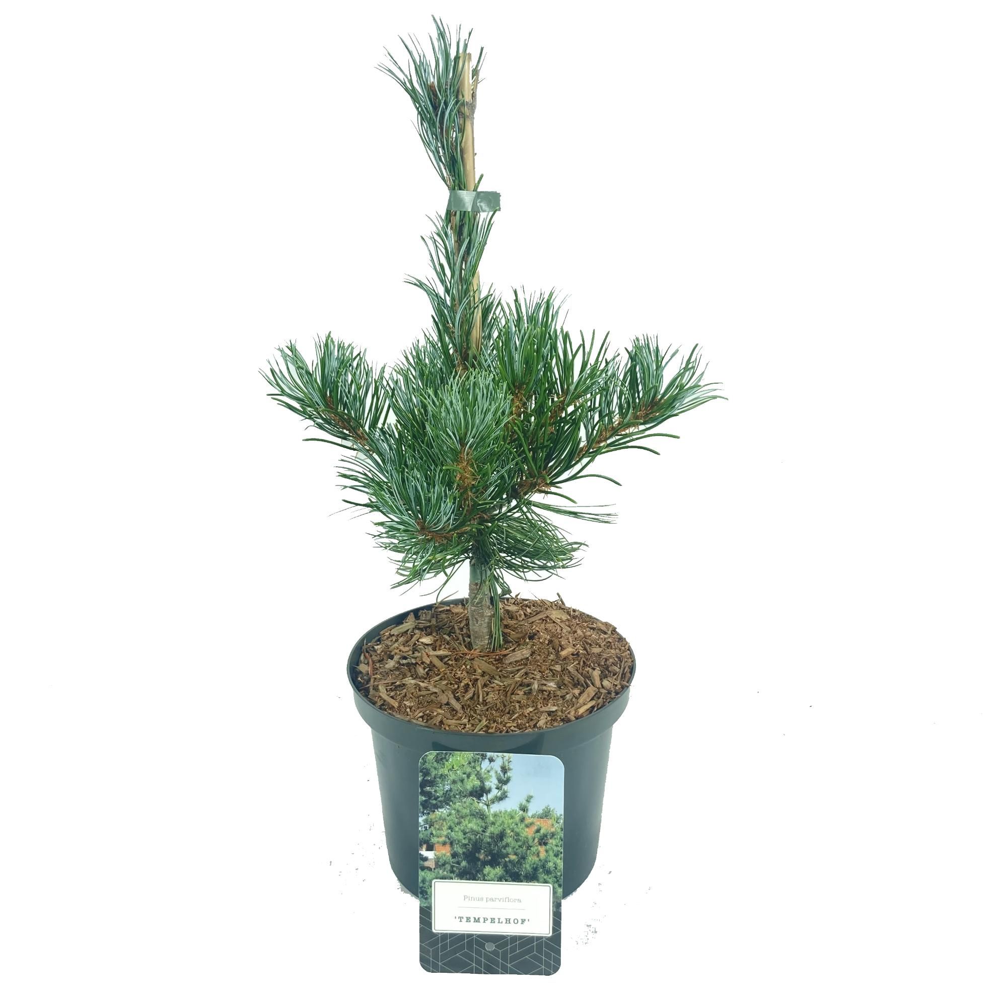 Pinus parviflora 'Tempelhof', D 18 cm