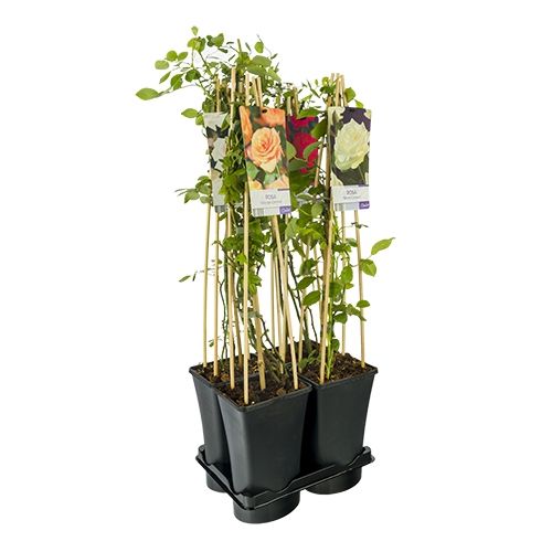 Mixtray Rosa +light label, D 17