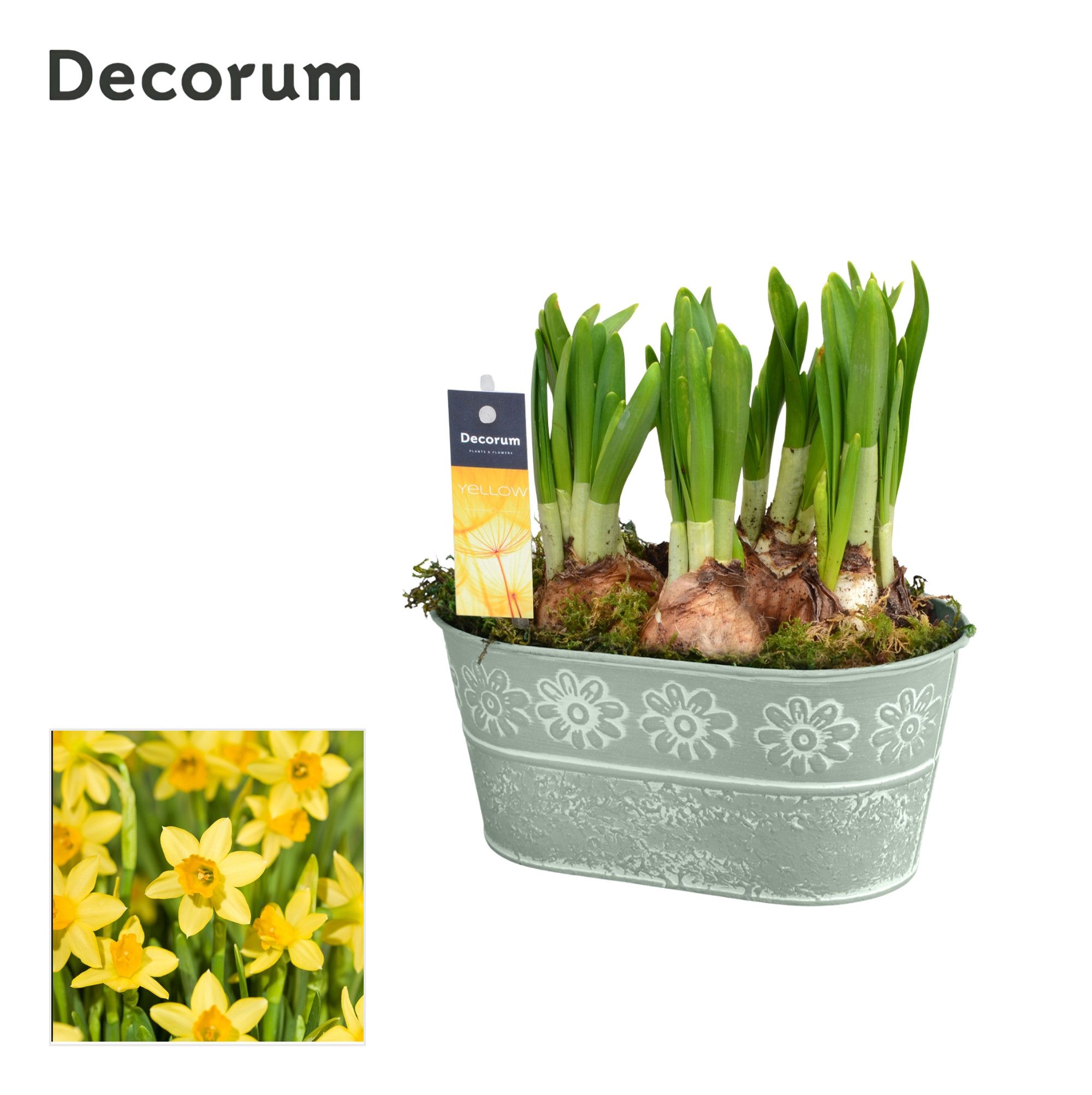 Narcis Flower Oval HL14343N, D 15