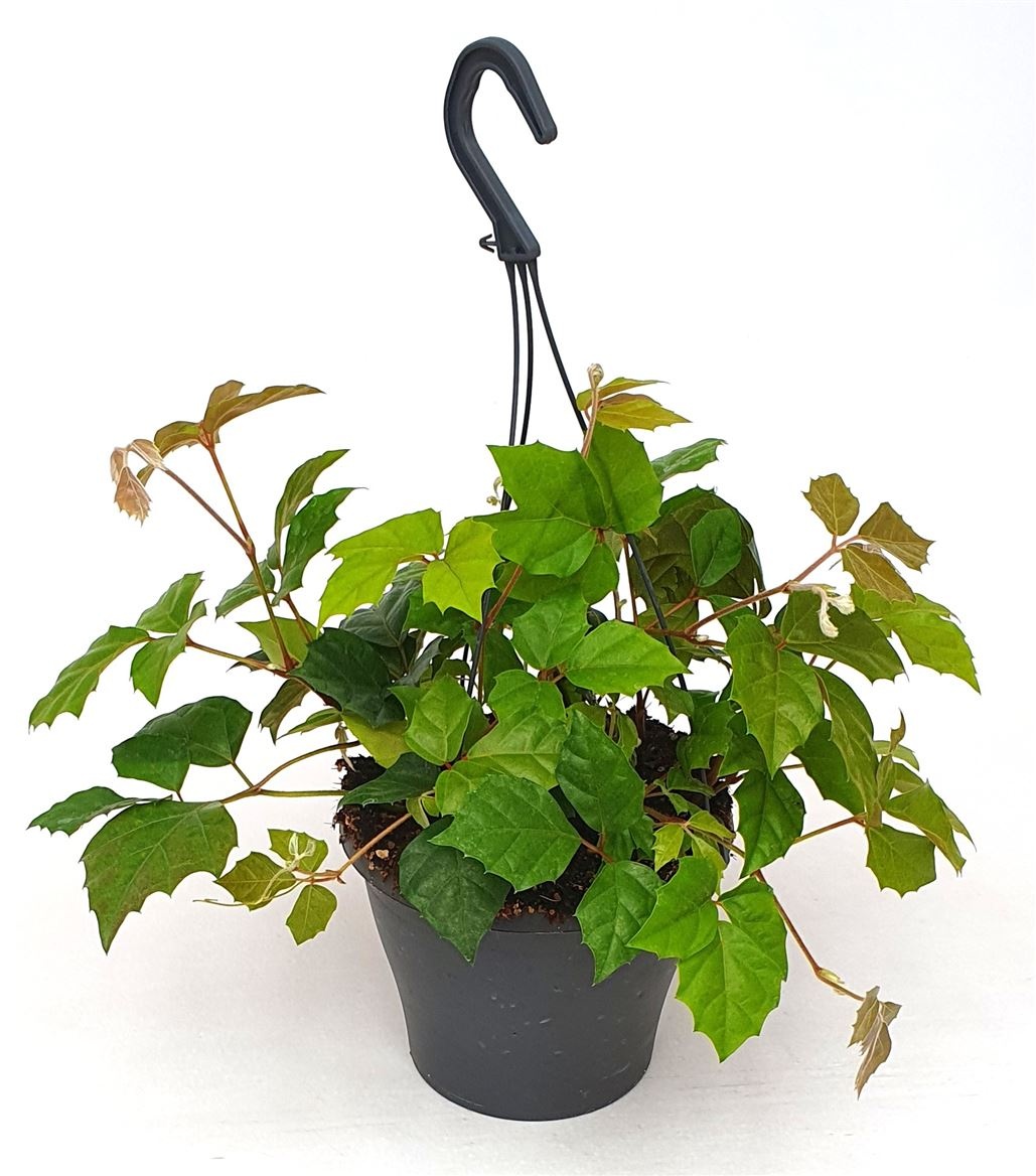 Cissus Rhombifolia hang, D 19