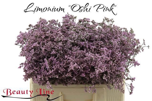 Лимониум Сафора Оши Пинк 50, шт.