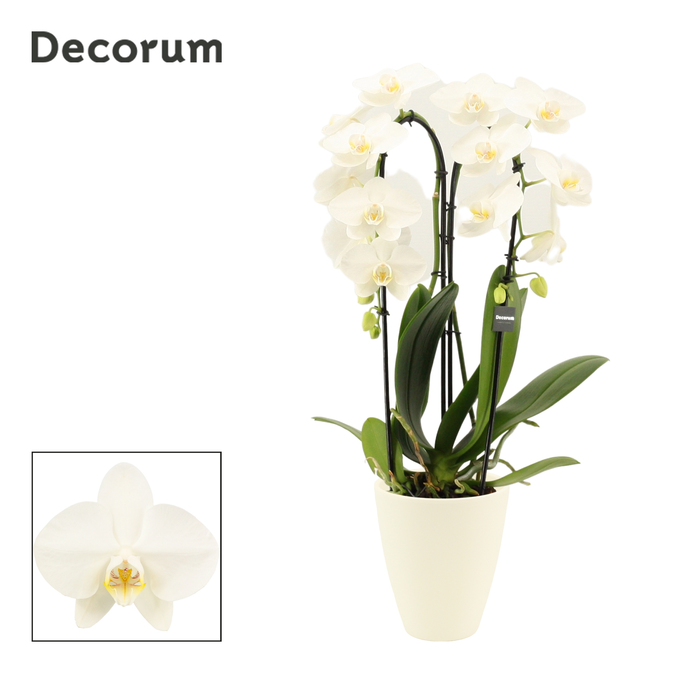 Phalaenopsis cascade 2 tak wit in Carly wit mat(Deco-collection), D 12