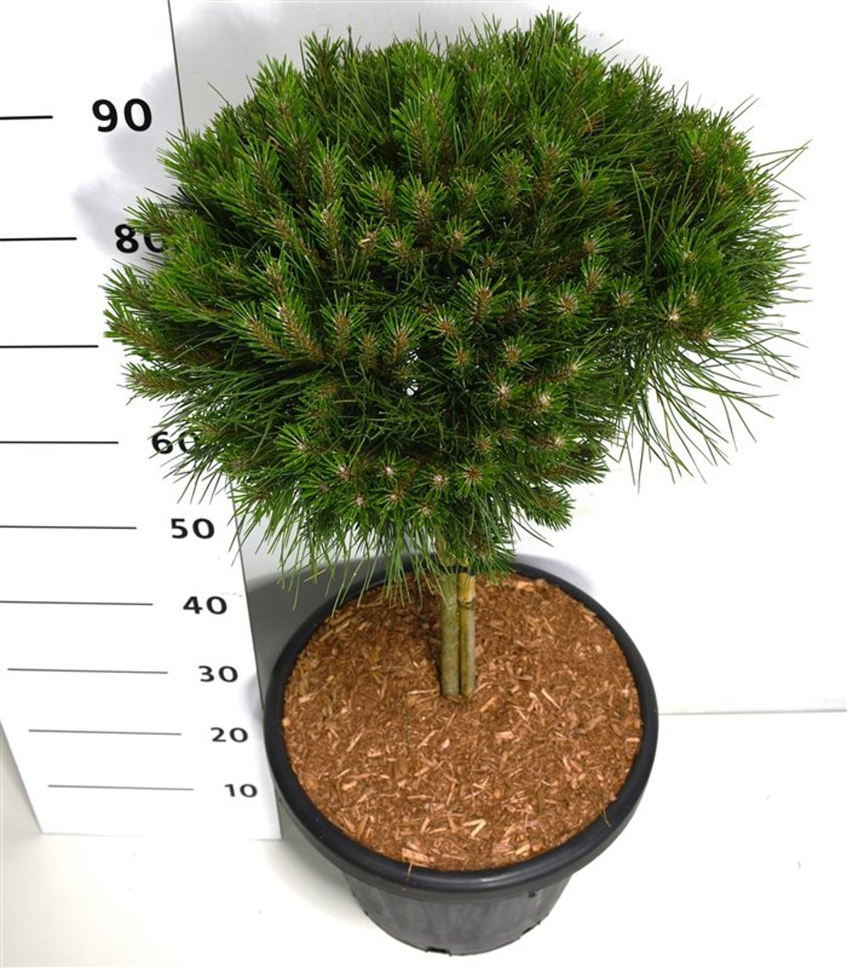 Pinus nigra 'Bambino', D 38