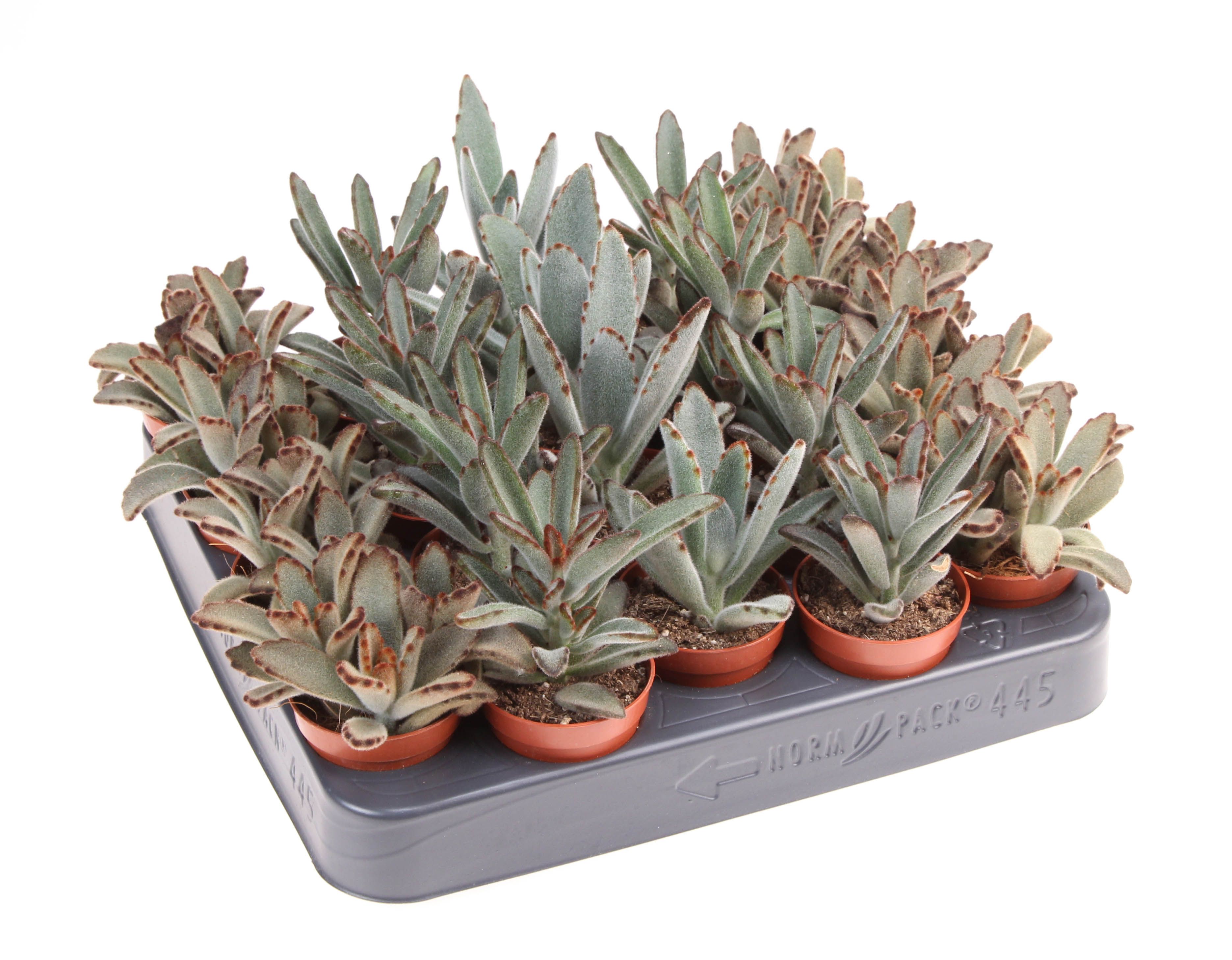 Kalanchoe Tomentosa Mix, D 5,5