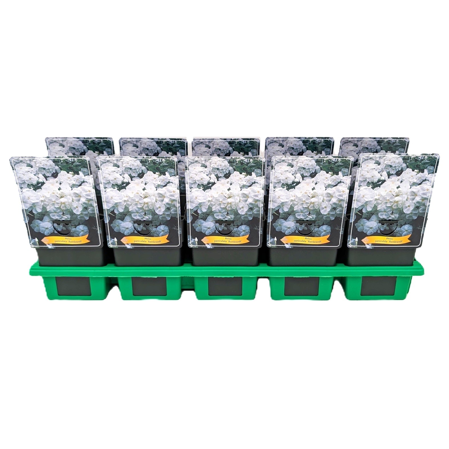 Phlox Paniculata 'Rembrandt' P11, D 11