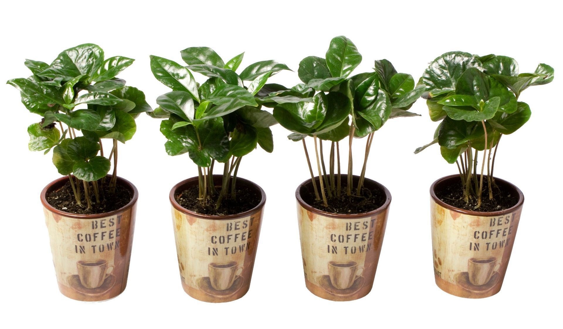 Coffea Arabica in deco pots, D 6