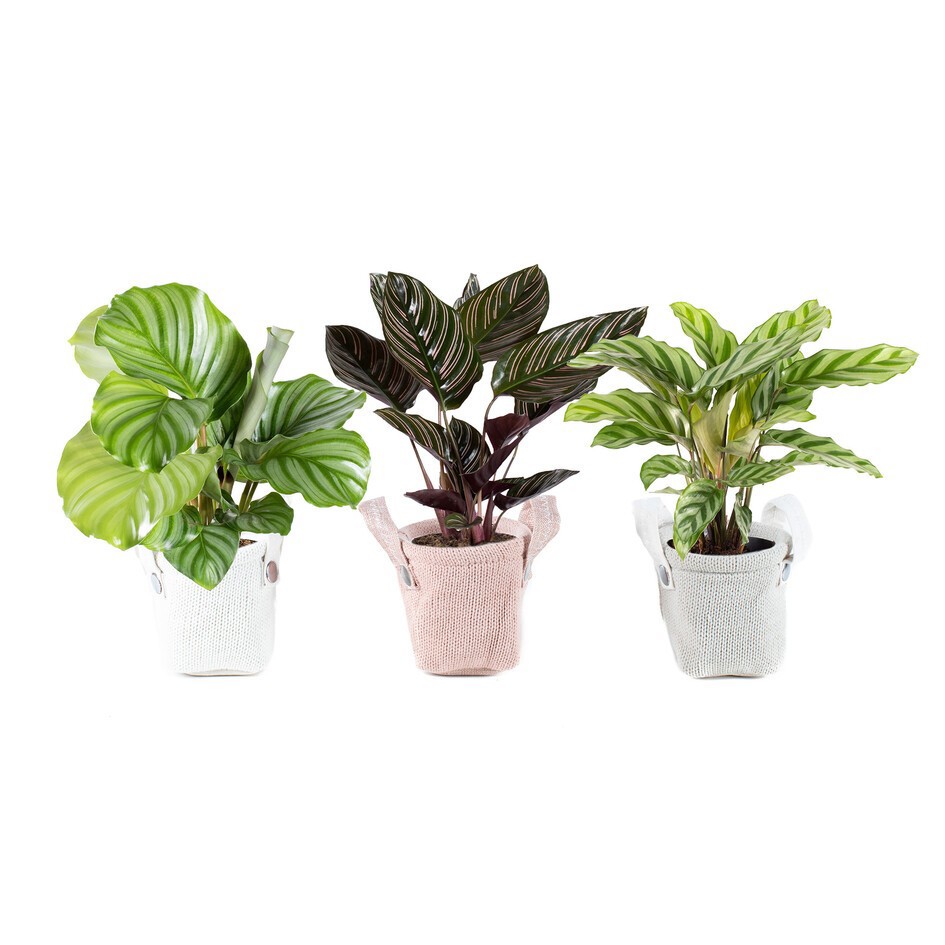 CALATHEA MIX 31111000 Knitwear Green mix, D 11