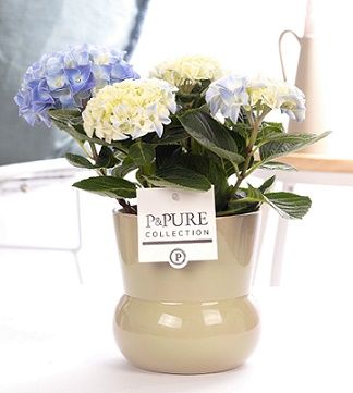 Hydrangea white in P&PURE Plant Vase Maxima green, D 10