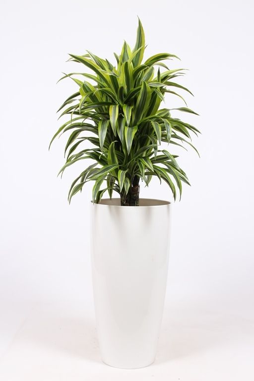 Dracaena Lemon Lime in Santorini pot "wit", D 33