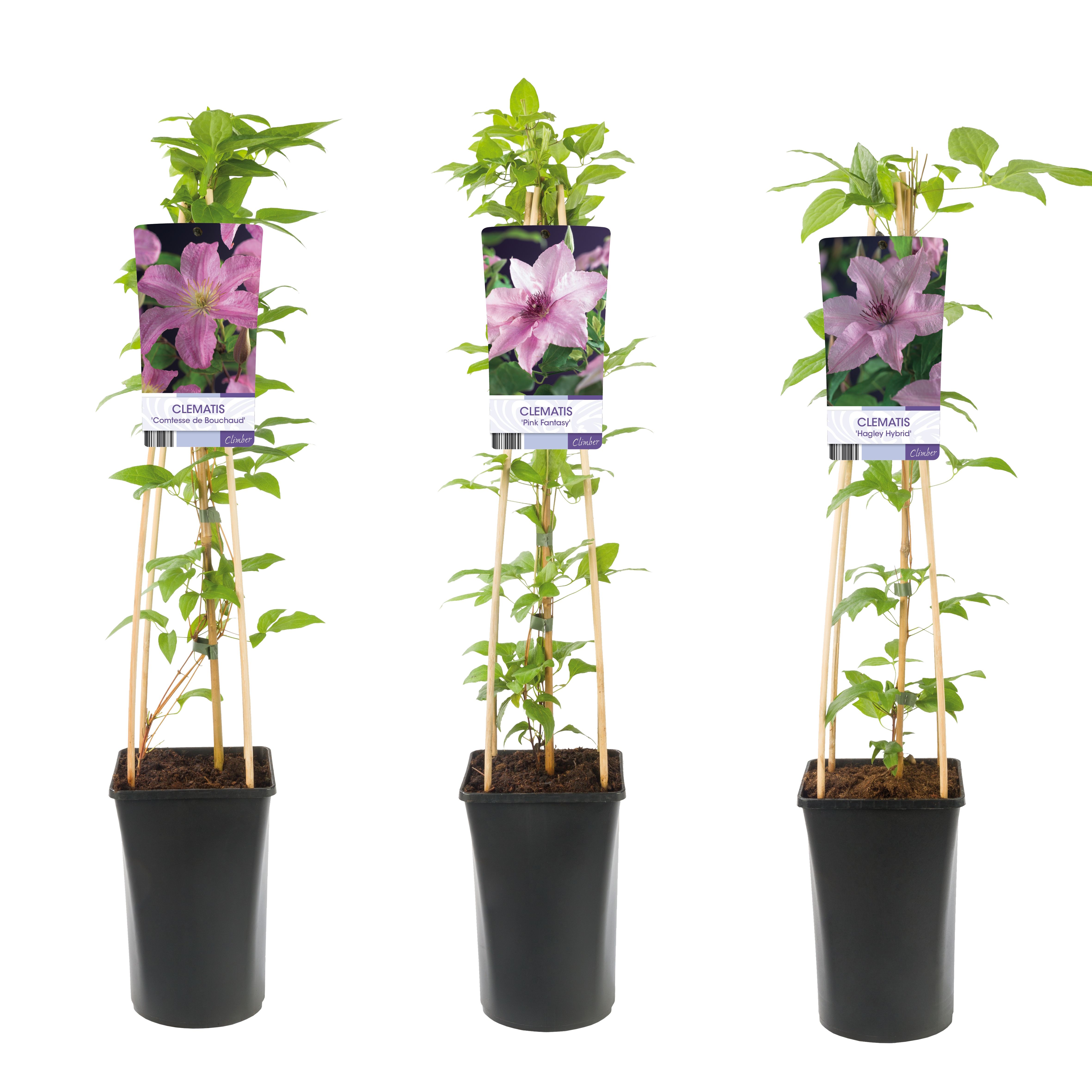 Mixshelf Clematis pink +light label, D 17