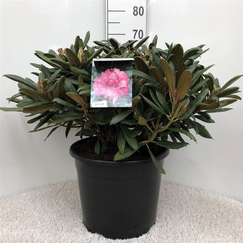 Rhodo. (Y) in mix soorten, D 37