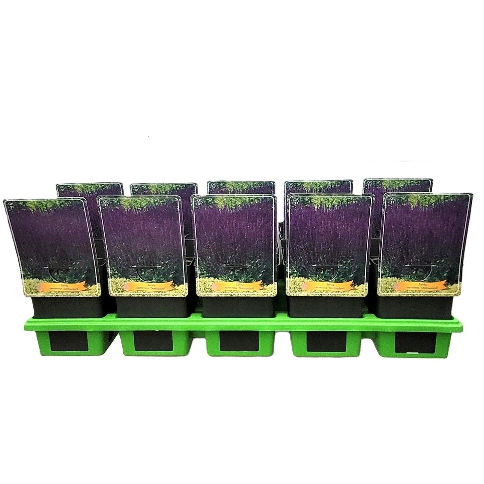 Salvia nemorosa 'Ostfriesland' P11, D 11