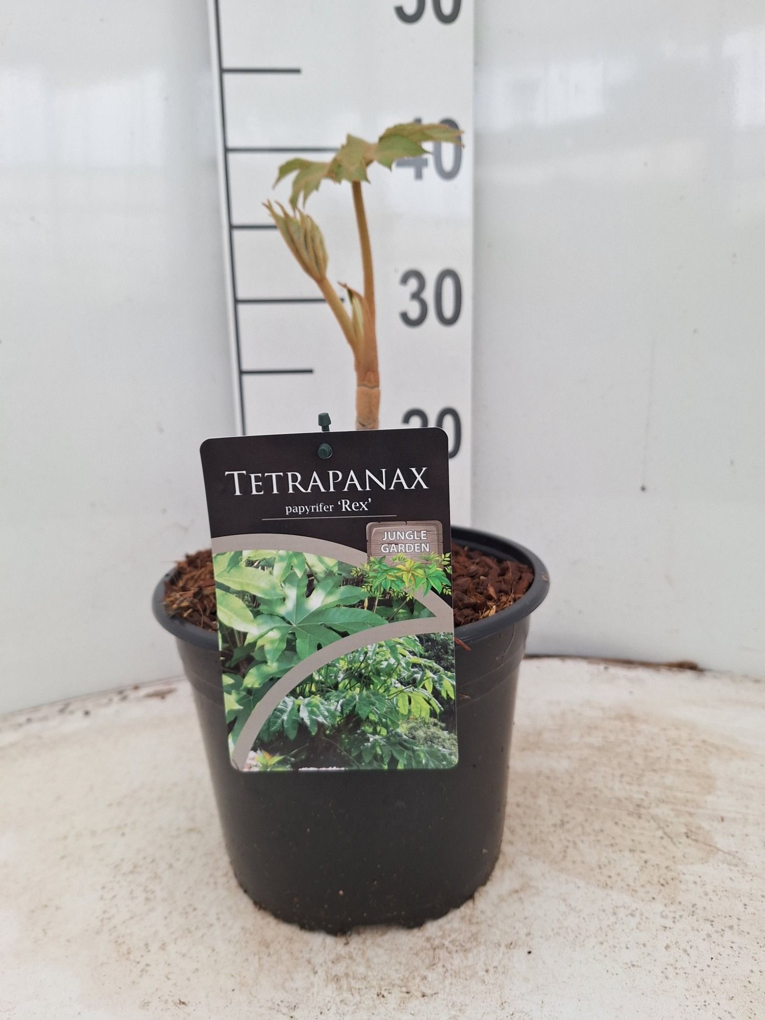 Tetrapanax papyrifer Rex, D 21