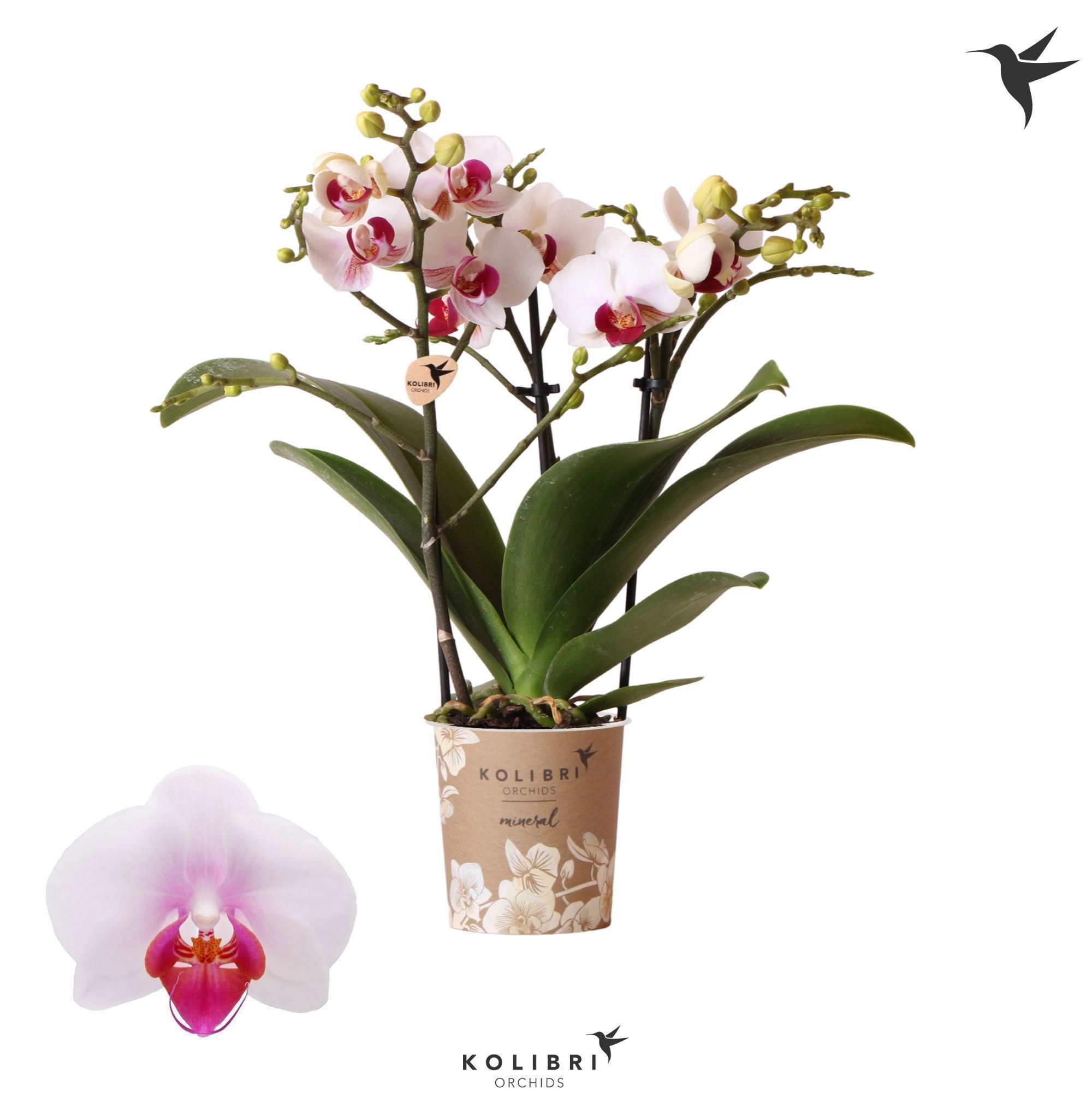 Kolibri Orchids Phalaenopsis Gibraltar 3 spike, D 9