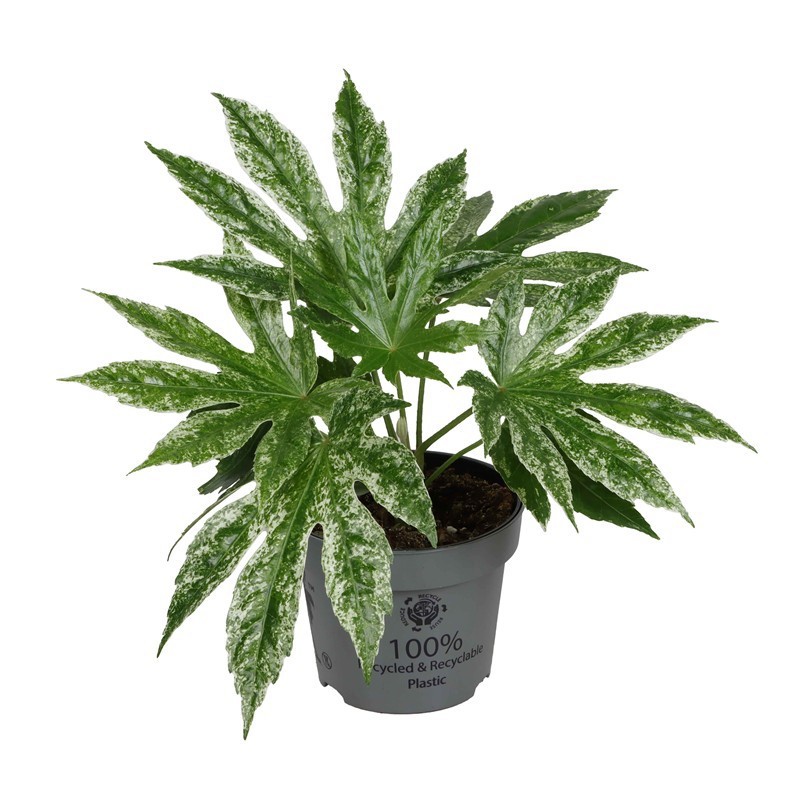 FATSIA JAPONICA 'Spider Web, D 14