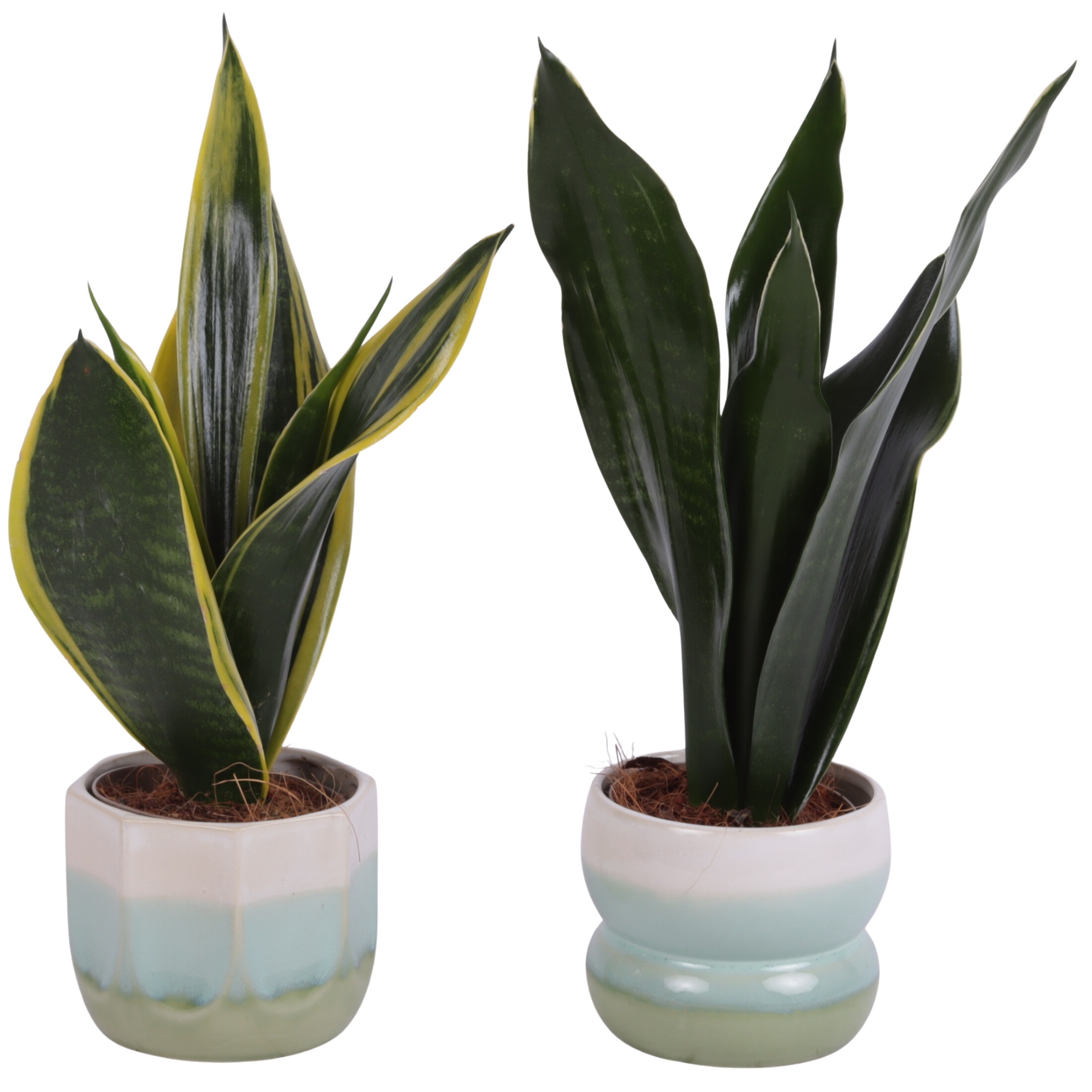 Sansevieria mix Ø09cm in Ø11cm Ceramic FB675, D 11