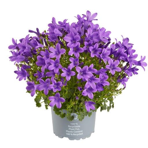 CAMPANULA PORTENSCHLAGIANA 'PACIFIC OCEAN', D 11