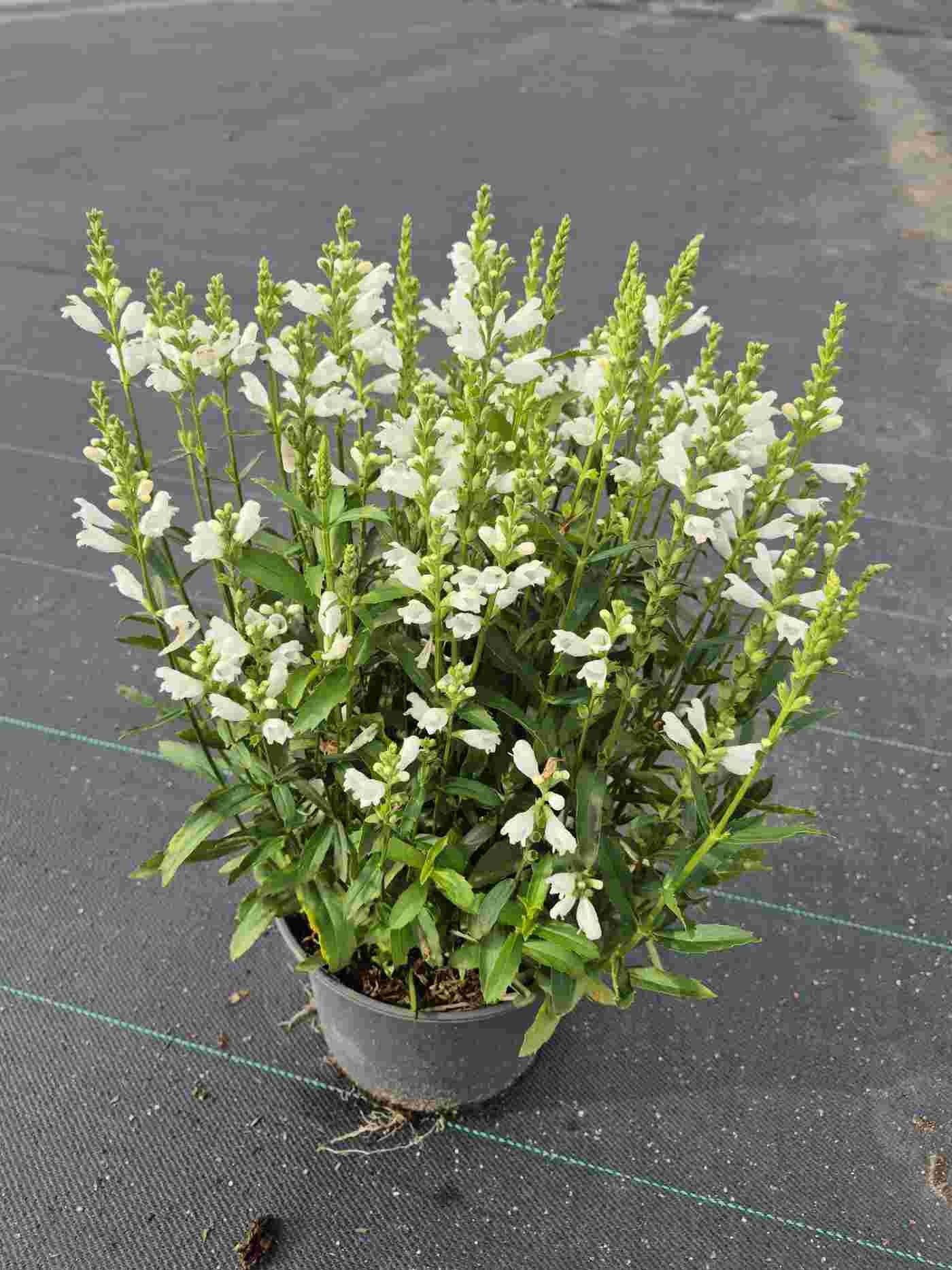 Physostegia vir. Chrystal Peak White, D 23